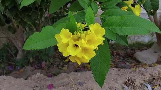 蜜蜂取食钟花花蜜