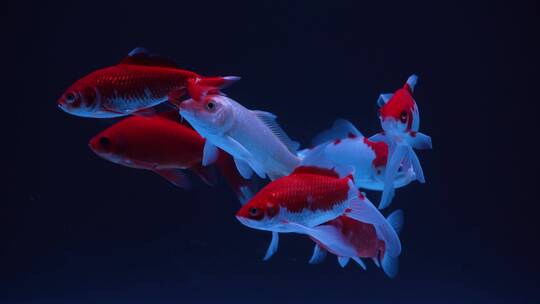 鱼缸水族箱红锦鲤鱼观赏鱼展示超白缸特写
