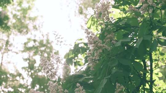 逆光下的大树花草