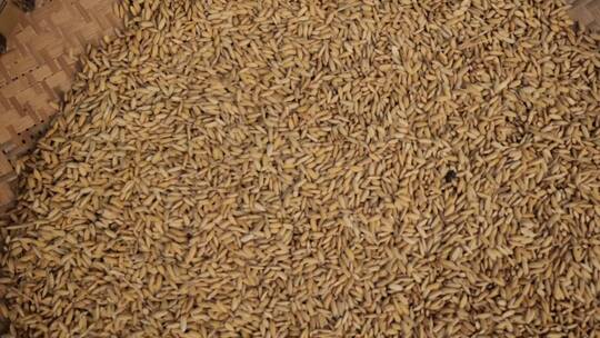 簸箕筛选饱满的果实稻米大米粮食