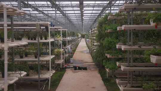 温室大棚农业有机蔬菜种植实拍