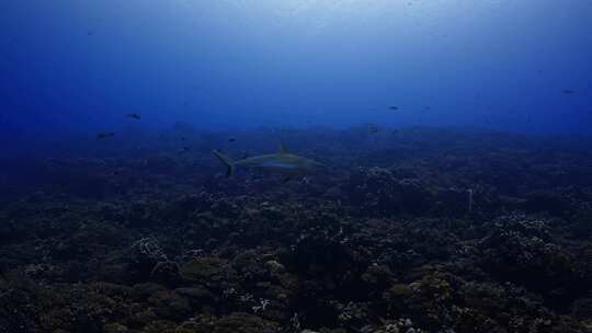 潜水艇，海洋，鲨鱼，海洋生物