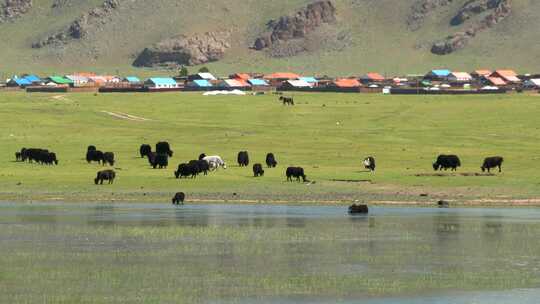 湖边大草原的耗牛群