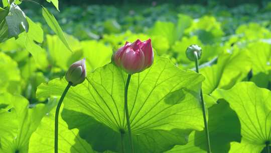 荷花莲花池