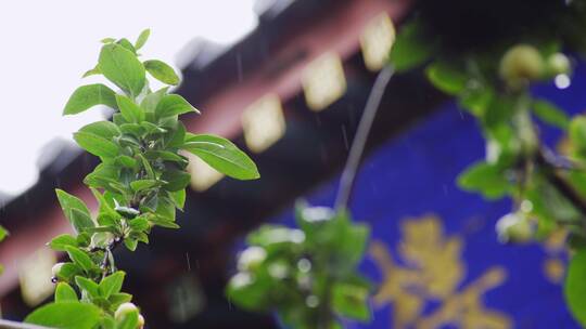 古建筑屋檐雨滴