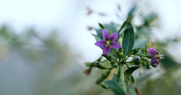 枸杞花枸杞蜜蜜蜂采蜜