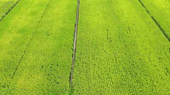 航拍规范种植水稻农田示范基地
