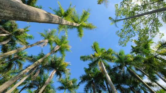 唯美阳光高大的棕榈树林大王椰子树