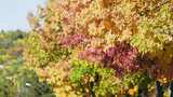 唯美秋天秋景 彩色树叶 秋天景色高清在线视频素材下载