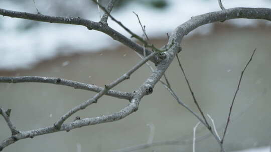 冬天冬季鹅毛大雪下雪树枝视频素材模板下载