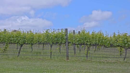 澳大利亚墨尔本葡萄园酿酒唯美风景