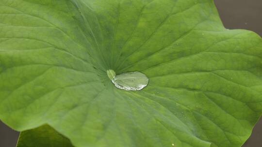 特写拍摄慢镜头拍摄雨水击打荷叶