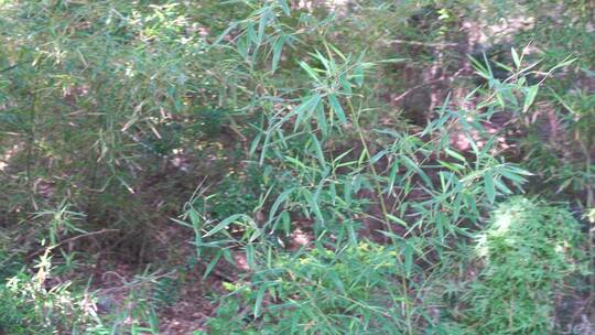 竹林山林树林树丛杂草野外深山竹子