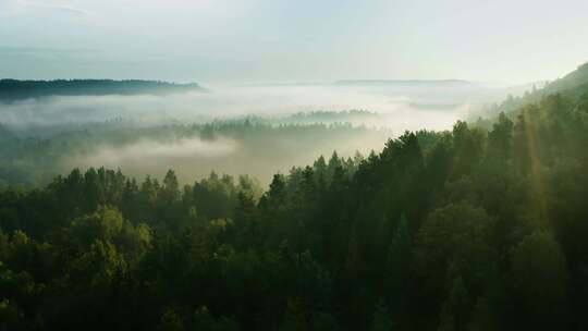 航拍清晨阳光照在满是雾气的松林、天然氧吧