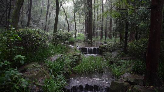 杭州西湖景区虎跑公园森林氧吧