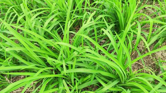 农村花草树木房屋绿色植物菜园