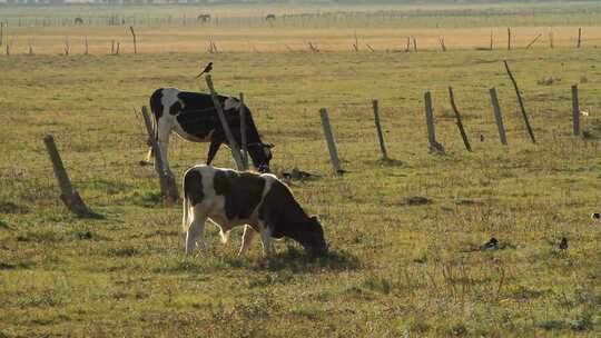 实拍草原上正在吃草的牛