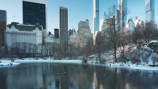 纽约曼哈顿中央公园游动的鸭子延时视频素材模板下载