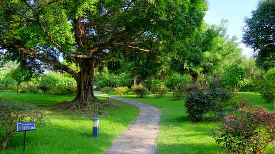 树林 森林 林间小路 丛林 草地 榕树