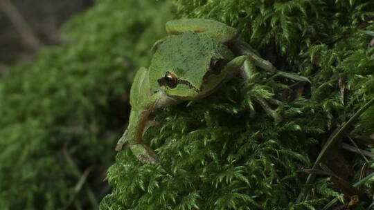 趴在植物上的青蛙视频素材模板下载