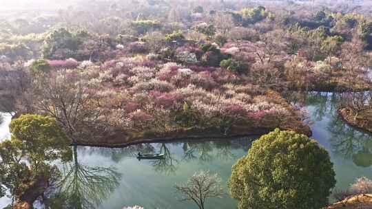 杭州西溪湿地曲水寻梅 春天江南梅花航拍