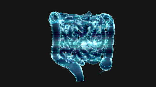 内脏器官肠道全息影像循环动画3D渲染