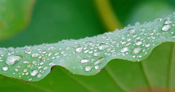 雨后荷叶上的露水珠