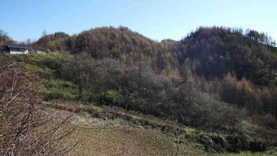 湖北恩施大山顶林区原始森林唯美风景