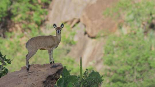 Klipspringer，肯尼亚，非洲，