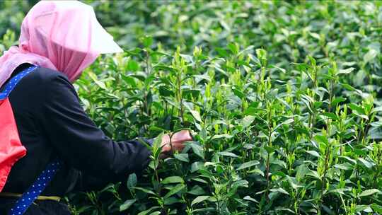 航拍茶园采茶工 航拍山区茶山 采茶人