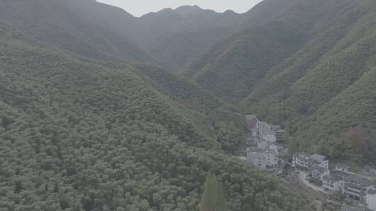 唯美秋天森林竹林视频素材模板下载