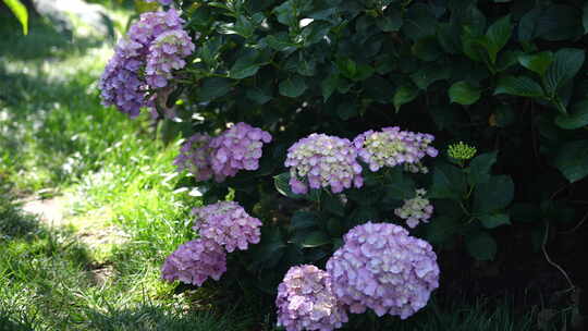 绣球花鲜花花海花园花艺园艺