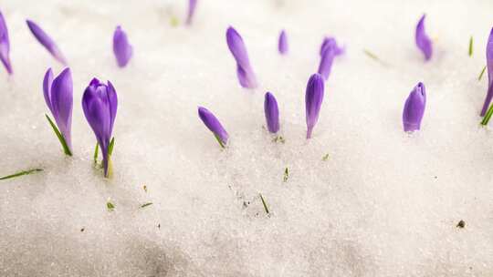 冰雪融化 植物苏醒 万物复苏