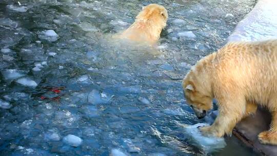 北极熊在冰中玩塑料容器