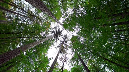 仰视森林高大的树木视频素材模板下载