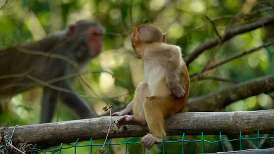 可爱的小猴子龙虎山猕猴恒河猴视频素材模板下载
