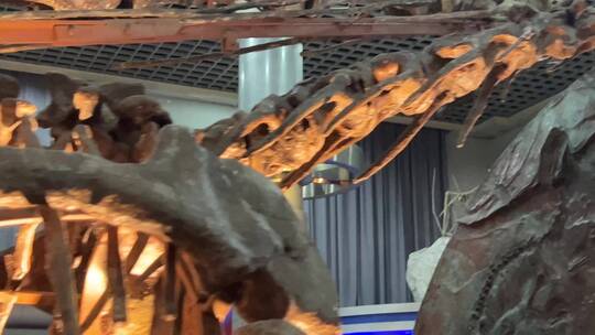 恐龙化石原始恐龙骨骼视频素材模板下载