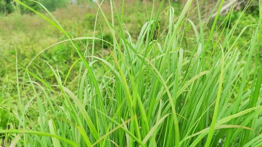 农村房屋绿色植物菜园花草树木