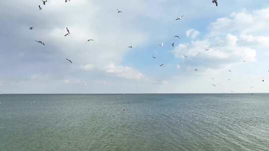 大海海鸥飞翔