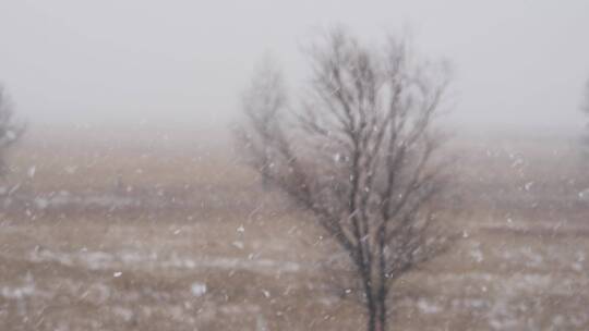 窗外大雪纷飞透过雪花看着远处荒地上枯树