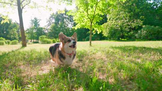 柯基犬，狗，宠物，犬