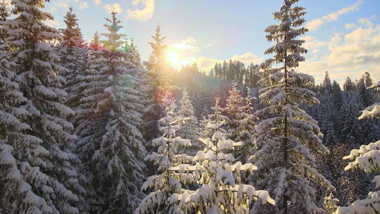 黄昏大雪覆盖的松林