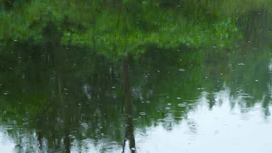 下雨天雨水雨滴落在绿色森林背景的池塘里