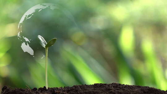 植物生长和全球信息数据地球概念