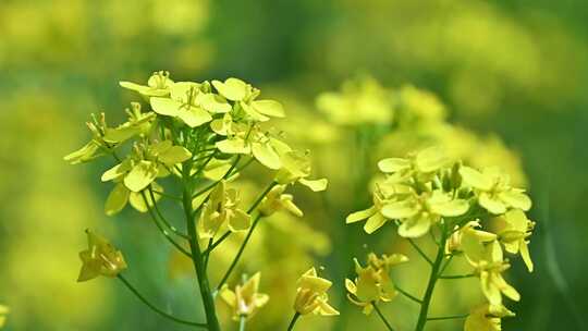 春天盛开的黄色油菜花与采蜜蜜蜂满画幅特写