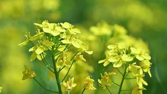 春天盛开的黄色油菜花与采蜜蜜蜂满画幅特写视频素材模板下载