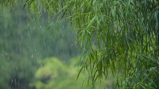 雨季、谷雨、下雨、雨中摇摆的柳树000_1