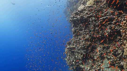 珊瑚、珊瑚礁、鱼类、海洋生物