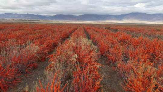 新疆万亩沙棘红色植物自然风光远景