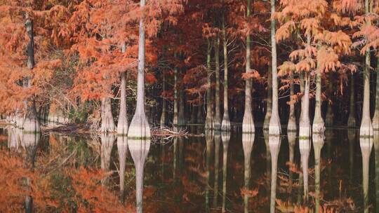 冬天武汉涨渡湖湿地自然保护区水上森林杉树